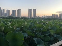 -月湖风景区