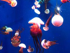 -成都浩海立方海洋公园