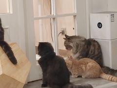 -楼上猫咖(罗湖店)