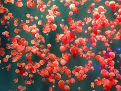 -海合安青岛极地海洋公园