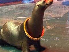 -烟台海昌鲸鲨海洋公园