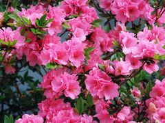 -梧桐山风景名胜区