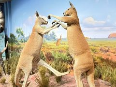 -陕西自然博物馆