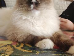 -平行世界·猫咖(首经贸店)