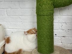 -喵屿·大理花园猫咖