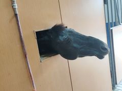 -重庆和泰马术俱乐部