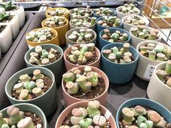 -鹿岛会员店 (龙湖三千集天街店)