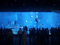 -烟台海昌鲸鲨海洋公园