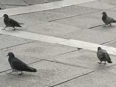 -圣马尔谷圣殿宗主教座堂