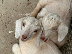 -合肥滨湖国家森林公园