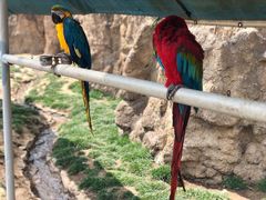 -西霞口神雕山野生动物世界
