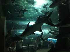 -成都浩海立方海洋公园