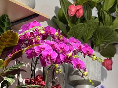 -FEI FEI FLOWER鲜花店·气球派对·宝宝宴布置(虹口德必运动Loft店)