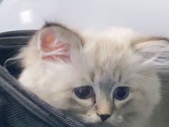 -纳吉亚猫专科动物医院·北北分院