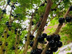 -南通洲际绿博园