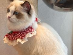 -猫小主咖啡·猫咖cat cafe(福田店)