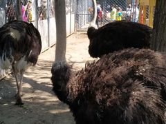 -长白岛森林公园