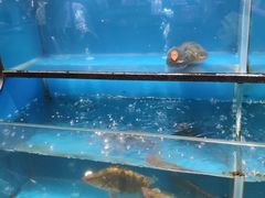 -盒马鲜生(皇庭广场店)