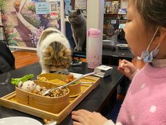 -猫小院猫主题咖啡厅(北锣店)