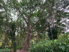 -中国科学院西双版纳热带植物园
