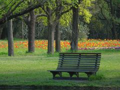 -上海共青森林公园