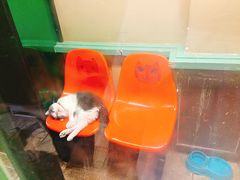 -猫咪博物馆(顶澳仔猫街店)