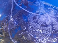 -祥鹤龙虾螃蟹