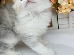 -小猫来了·猫舍(红山六九七九店)