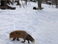 -宫城藏王狐狸村