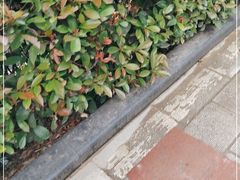 -清真双宝红油牛系列
