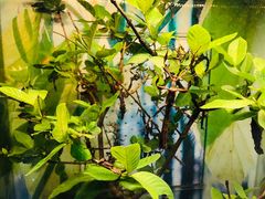 -上海大自然野生昆虫馆(东方明珠·爬宠昆虫探索中心)