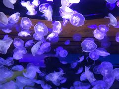 -华夏文旅西安度假区