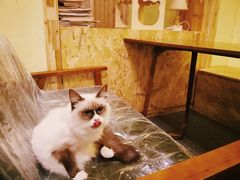 -猫色咖啡·猫咖