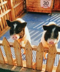 -萌宠亲子动物乐园(槐房万达店)