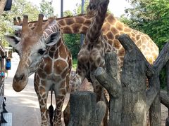 -清迈夜间动物园