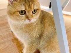 -COLOR PETS 撸猫馆·购猫·猫咖(长风大悦城店)