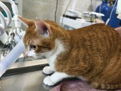 -动物缘宠物医院·骨科·猫科(西二环店)