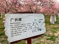 -天适樱花悠乐园