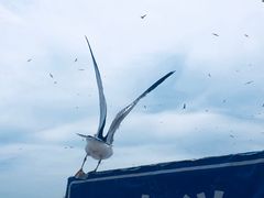 -海驴岛(荣成市)