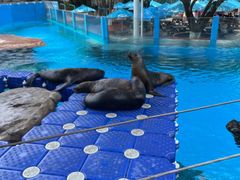 -海合安成都极地海洋公园
