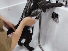 -爱洗澡的猫(天河路店)