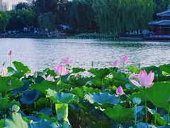 -莲花池公园