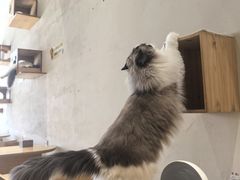 -藏猫猫咖啡主题馆(中央大道店)