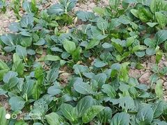 -上海市浦东新区恒宇幼儿园(杨南部)