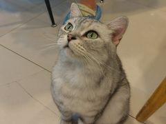 -平行世界·猫咖(首经贸店)