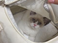 -瑞派宠物医院·24h·骨外科·皮肤科·全科宠物医疗转诊中心(沈阳浑南院)