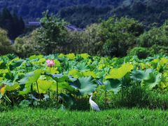 -和顺古镇