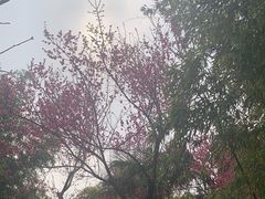 -菊花台公园
