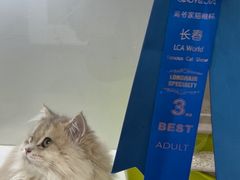 -青奢宠物·青奢猫舍