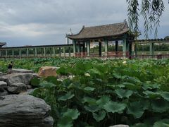 -莲花池公园